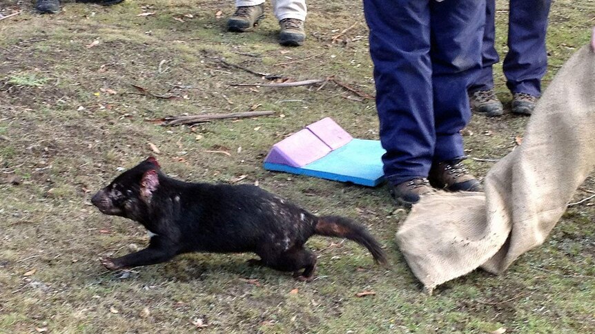 Tasmanian devil runs on Maria Island