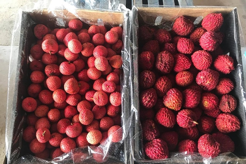 Two boxes of lychees sit side by side in cardboard boxes to compare sizes.