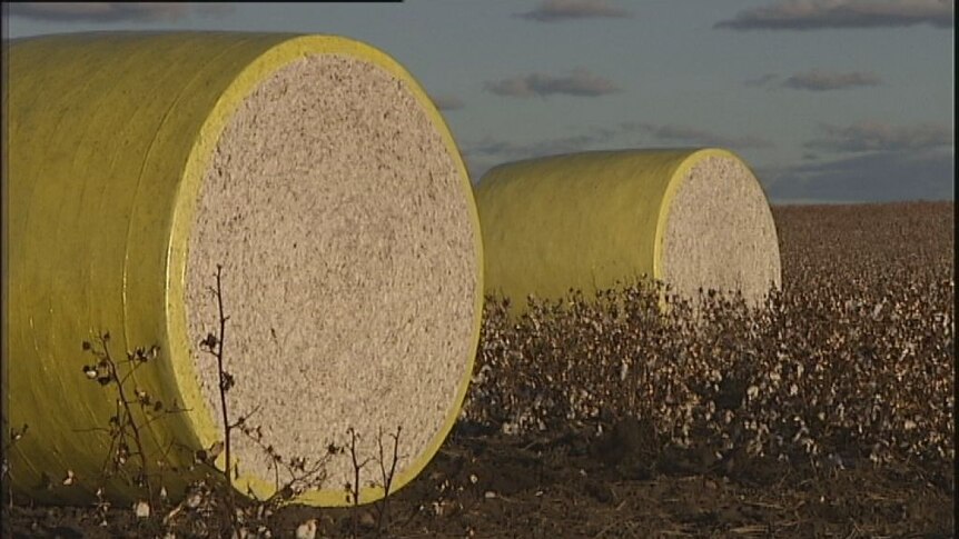 Cotton growers voice concerns over CSG