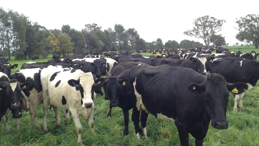 Dairy cows graze pasture.