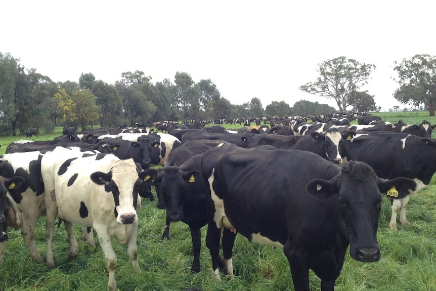 Dairy cows graze pasture.