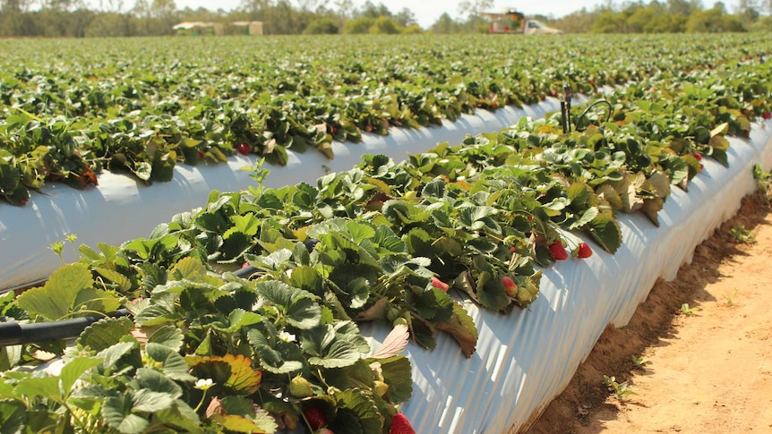 Strawberries grown at Wamuran on the Sunshine Coast