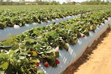 A field with rows of strawberry plants grown in white plastic wrap.