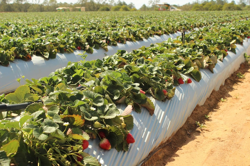 A field with rows of strawberry plants grown in white plastic wrap.