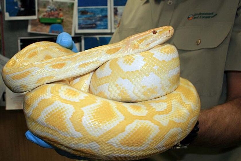 A 1.8m albino Burmese python
