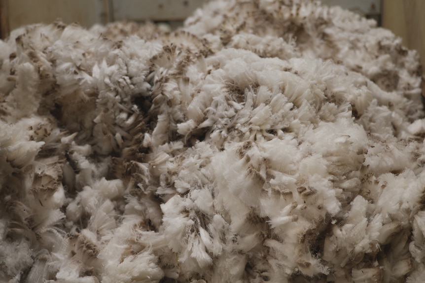 a whole lot of freshly shorn wool thrown on a table by a woman in a wool shed.