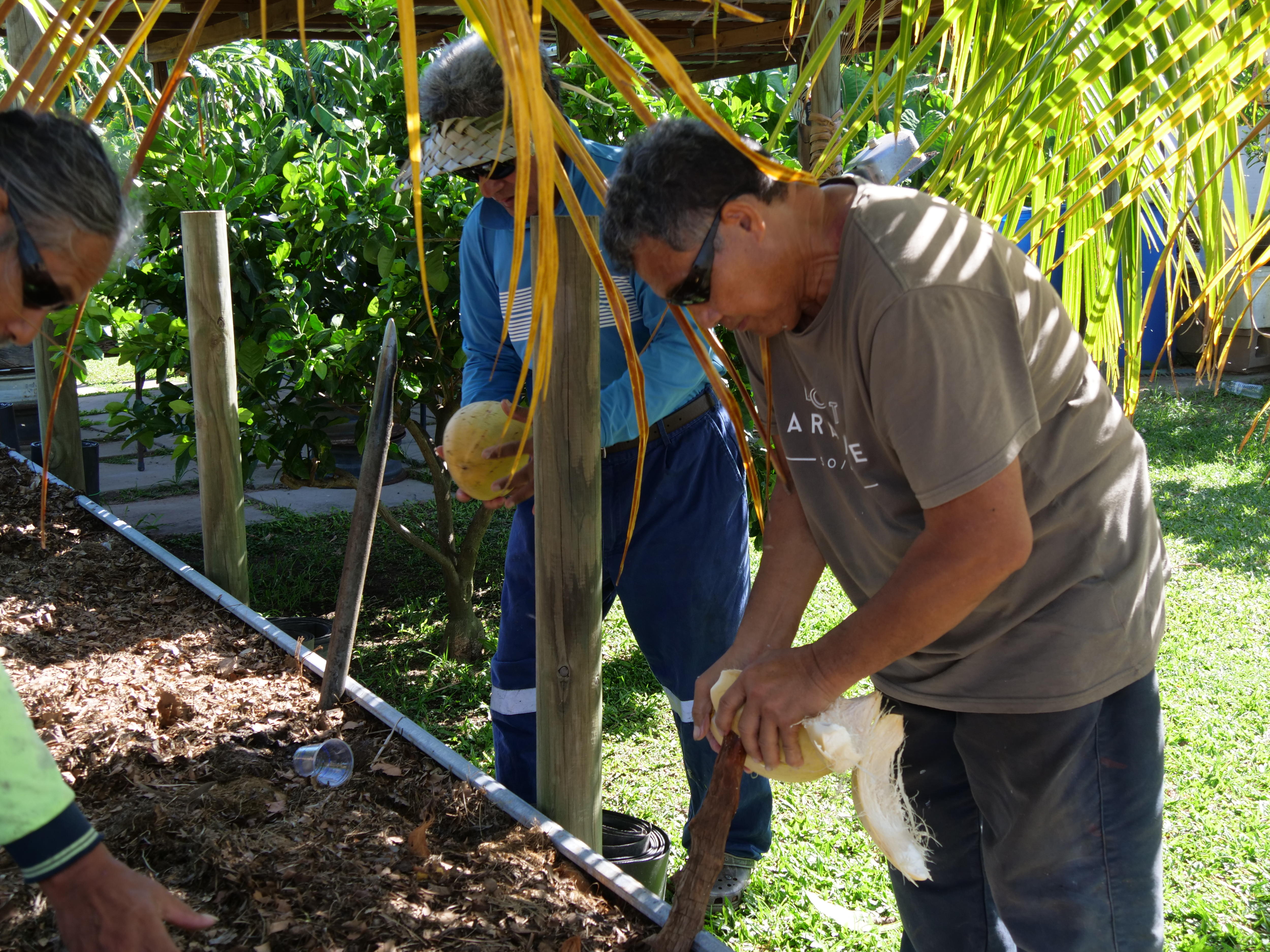 Tres hombres trabajan en un parterre del jardín, pelando cocos.