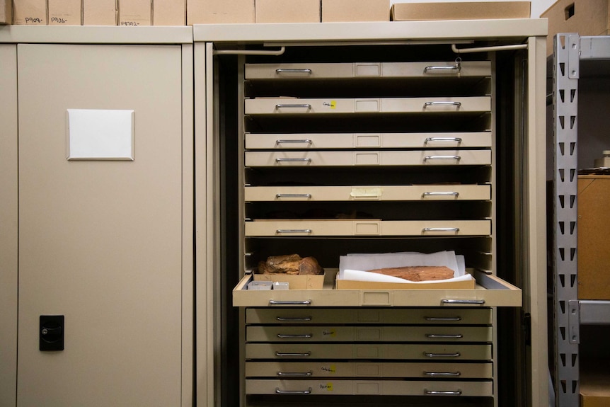 Fossil in cabinet