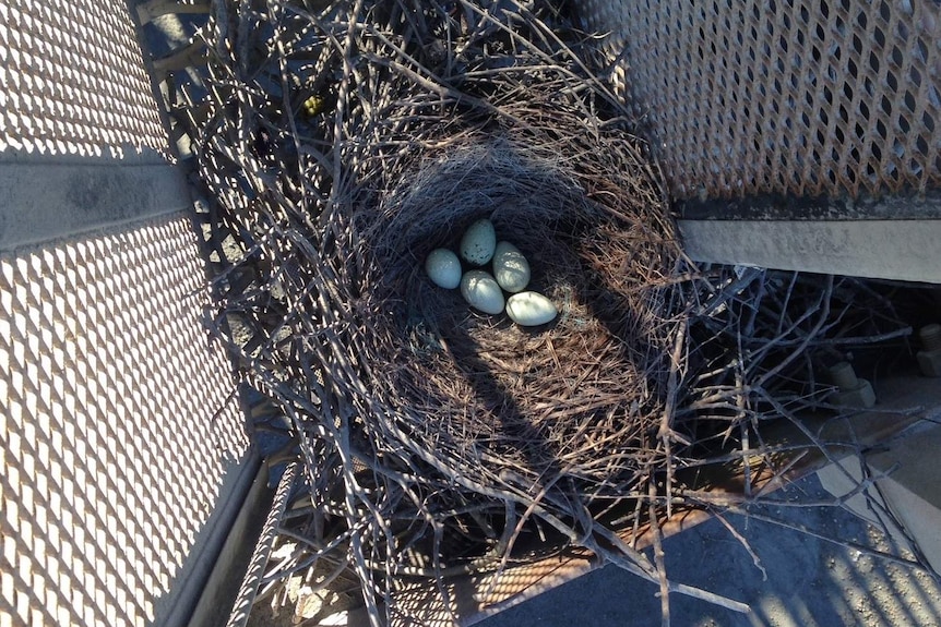 A crows nest with five eggs in a manmade structure near Dreamworld at Coomera