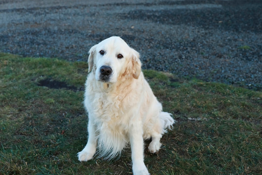 Golden Retriever dog sits on grass and looks at the camera