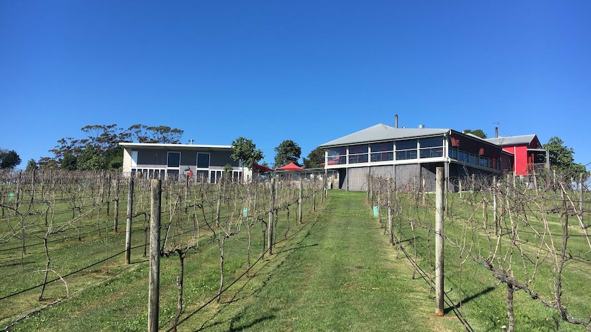 A photograph looking through the vineyard towards the restaurant and function room.