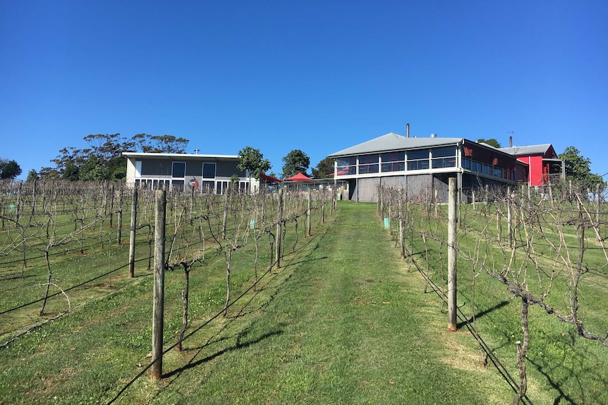 A photograph looking through the vineyard towards the restaurant and function room.