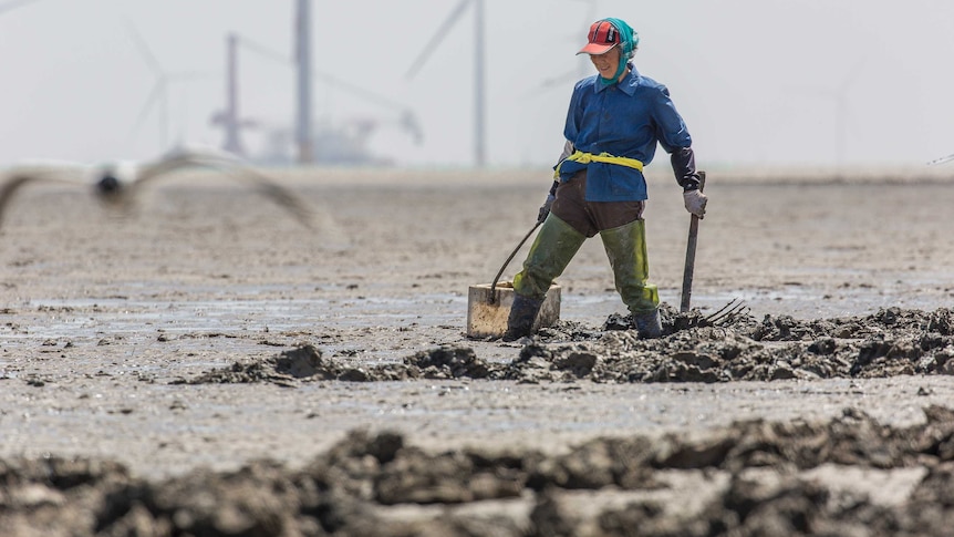 Workers in the mudflats at Rudong