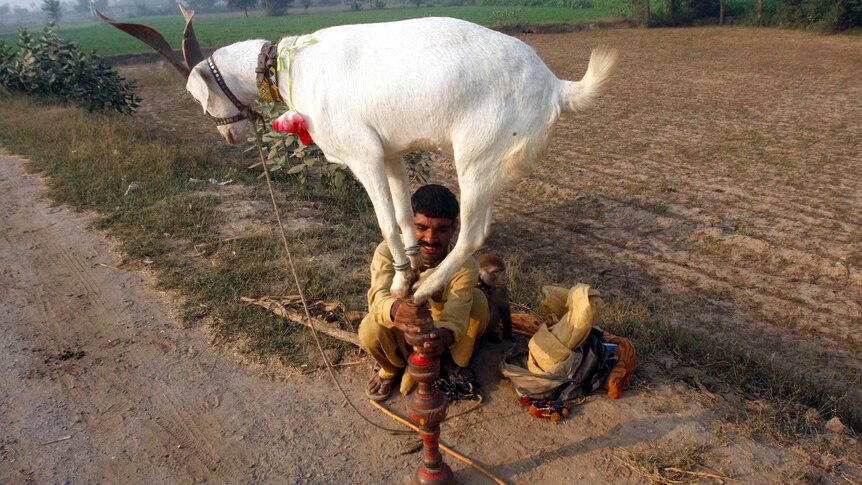 A man balances a goat on wooden sticks by a roadside in Pakistan.