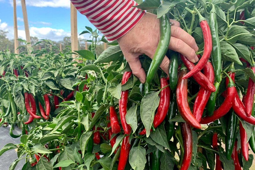 A person is touching a cayenne pepper tree filled with red and green peppers