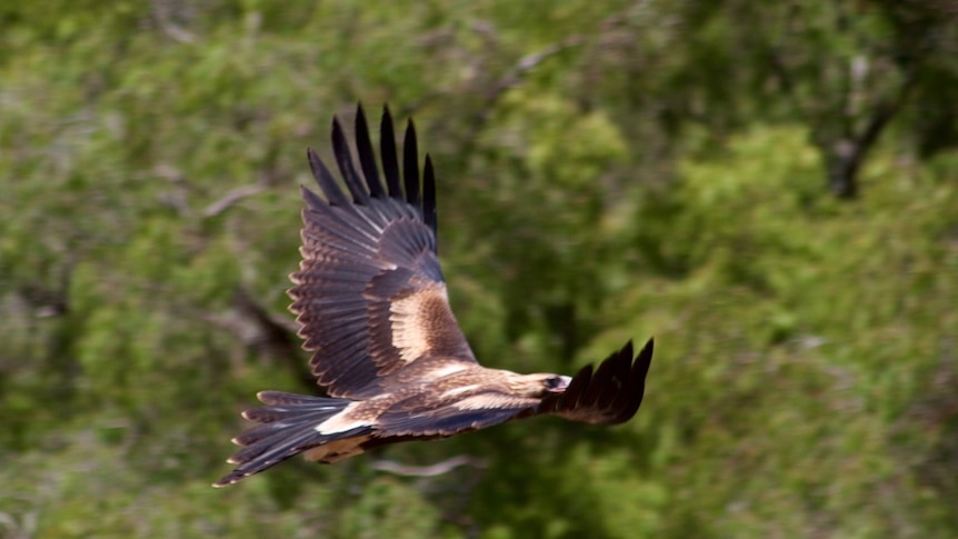 wedge-tailed-eagle