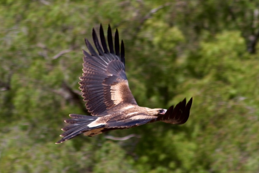 wedge-tailed-eagle