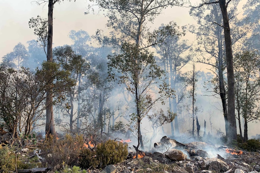 Smoke and flames on the perimeter of a bushfire