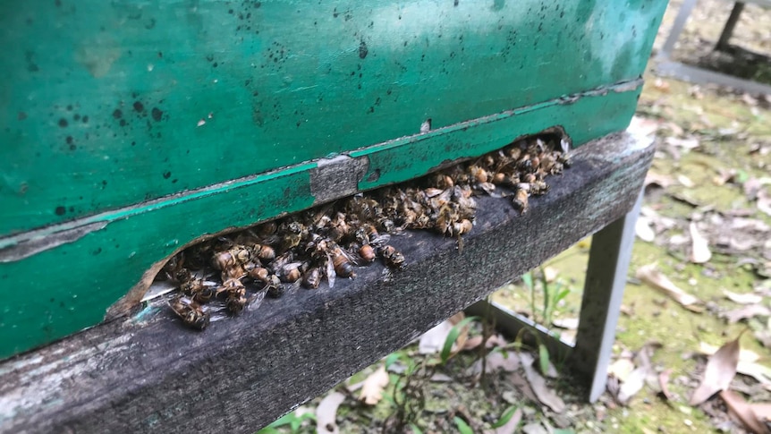 A slit at the bottom of a green box has hundreds of dead bees spilling out of it. 