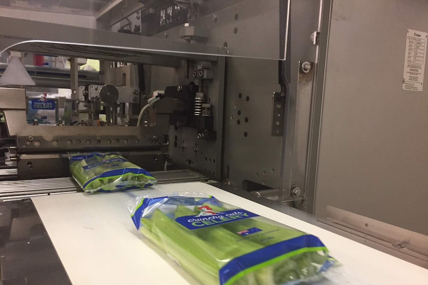 Schreurs & Sons celery sticks being packaged.