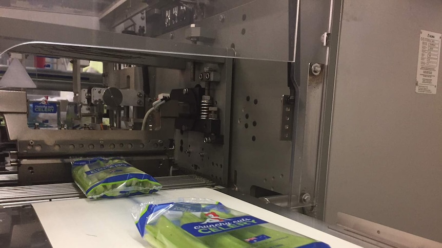 Schreurs & Sons celery sticks being packaged.
