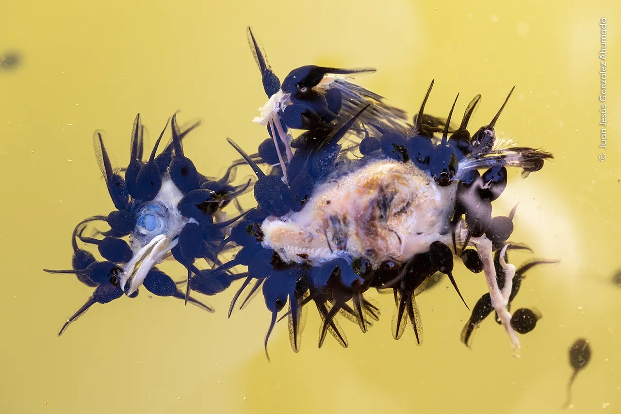 a baby bird being eaten by lots of toad tadpoles on a yellow background