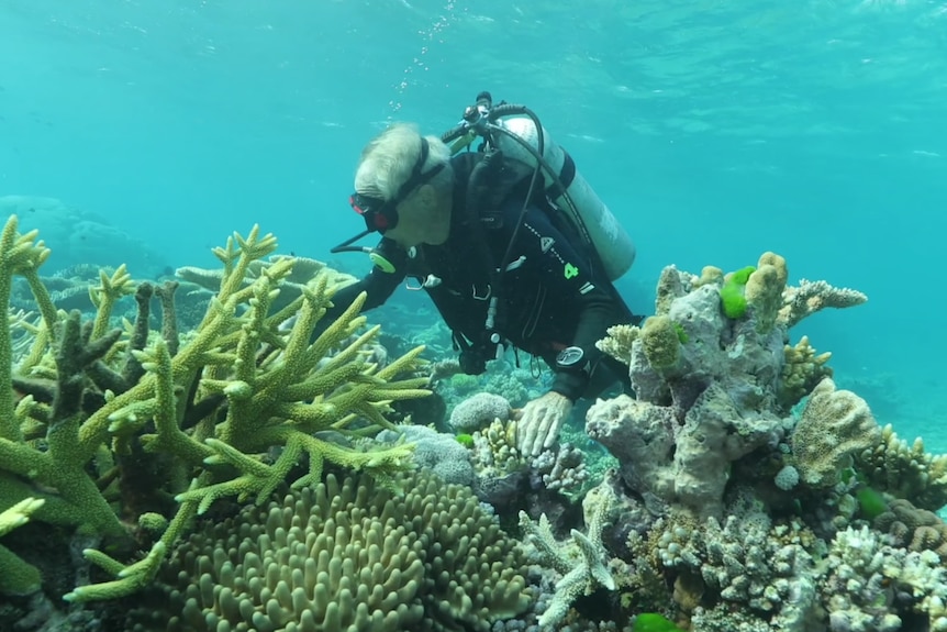 An underwater image of a man scuba diving while inspecting colourful coral reef
