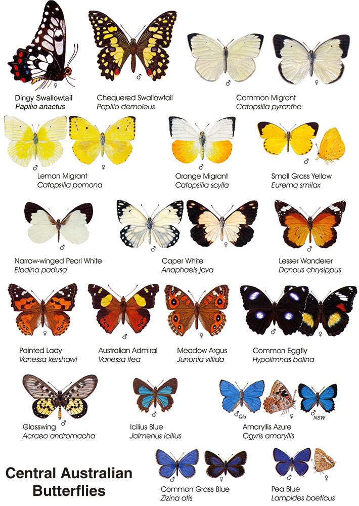 A chart of butterflies