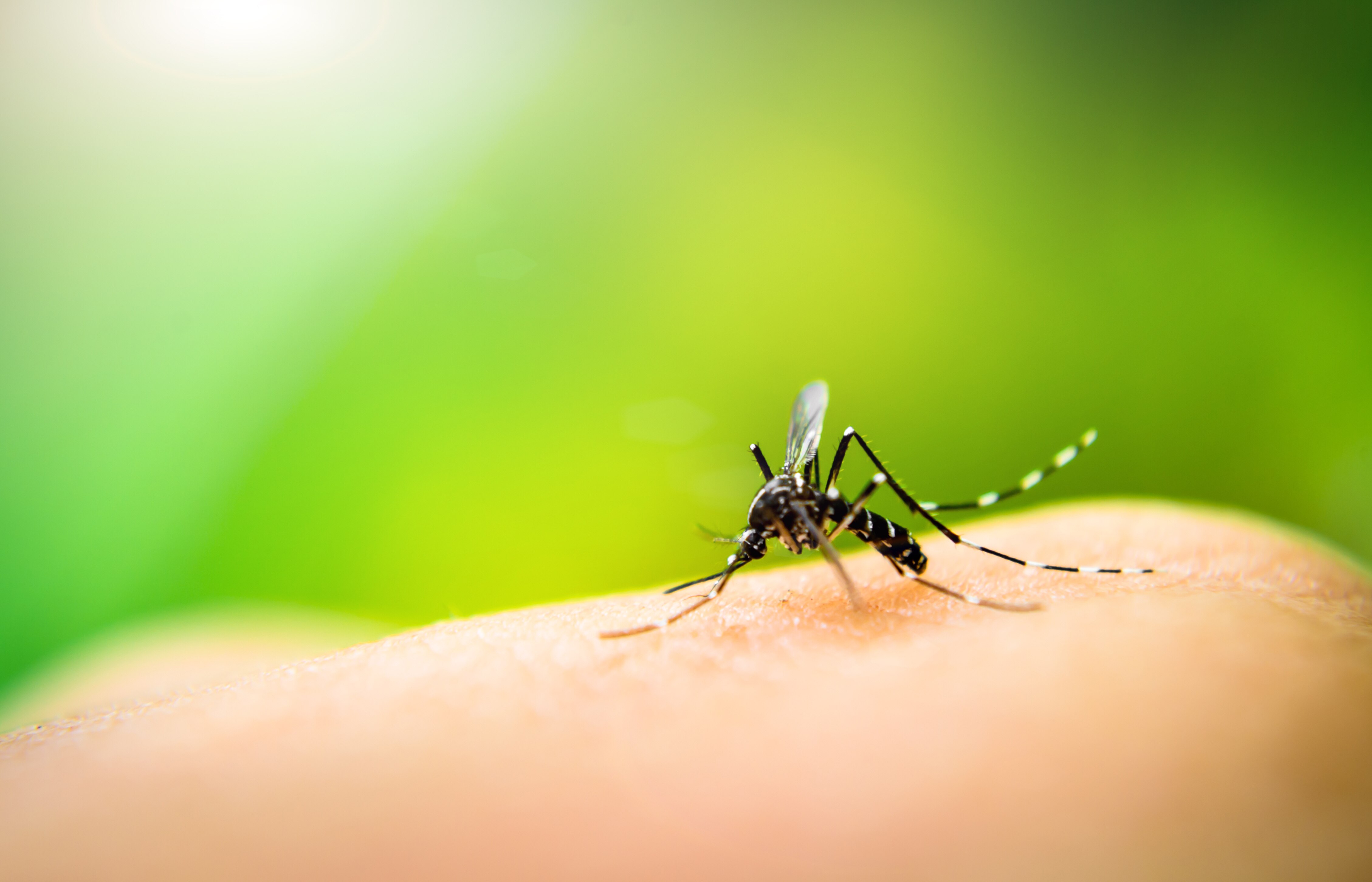 Close up of a mosquito landing on someone's skin outside, ready to bite. There are small ways to repel them at home.
