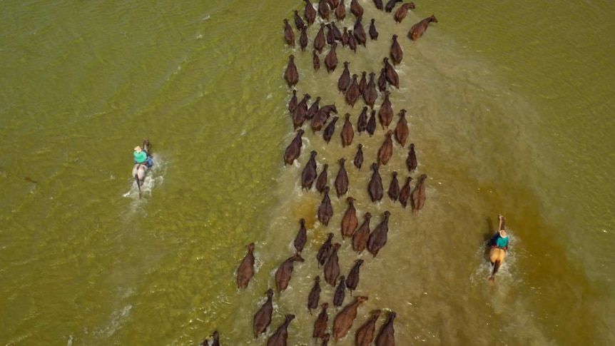 overhead shot cattle muster