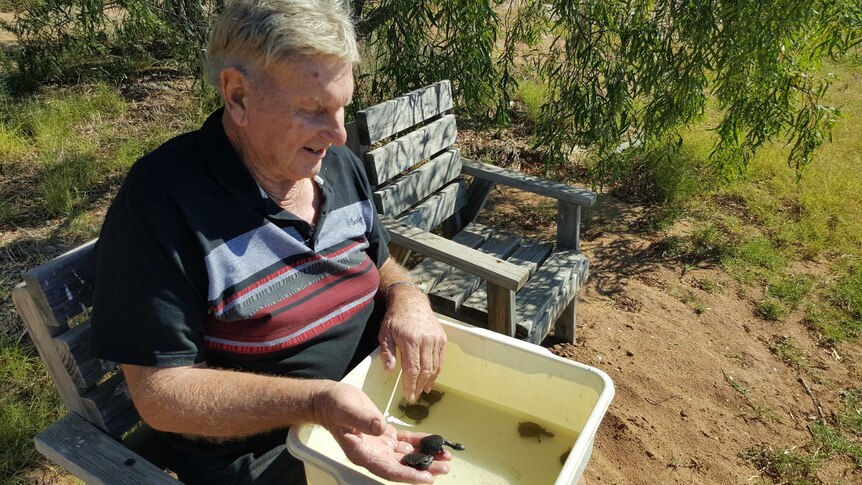 John Bannear sits by Lake Bonney with a tub full with water and baby turtles on his lap.