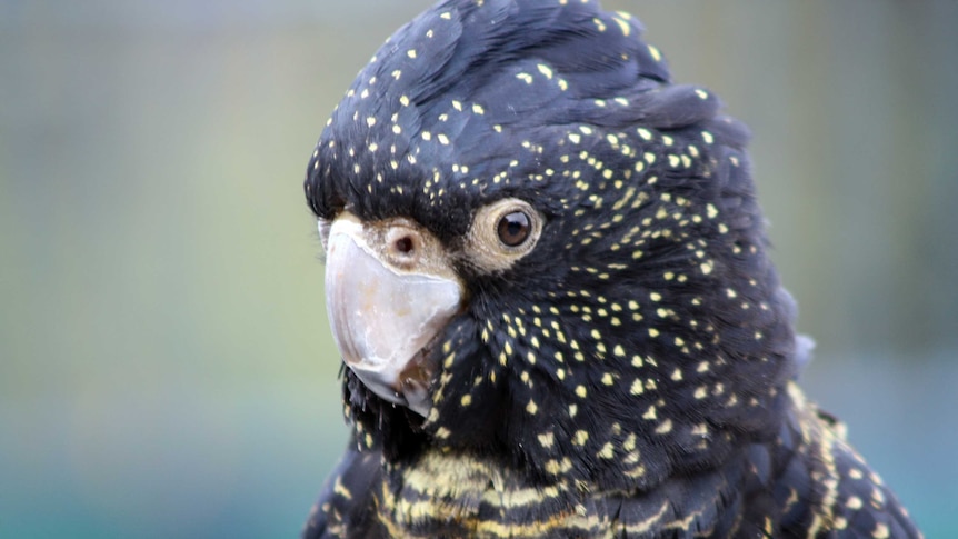 Red-tailed black cockatoo