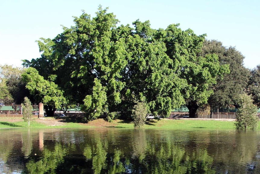 A flooded area in Sydney's Sydney Centennial Park.