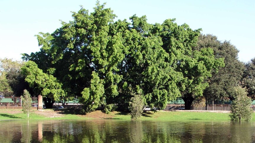 A flooded area in Sydney's Sydney Centennial Park.