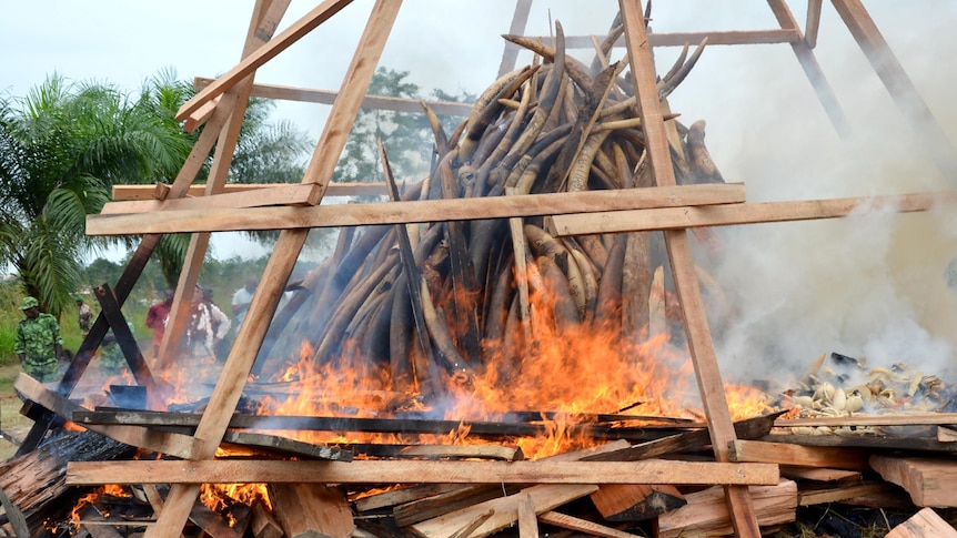 Five tons of ivory burns in Gabon.