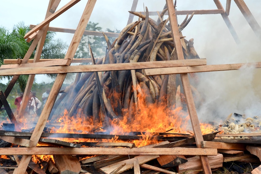 Five tonnes of ivory burns in Gabon.