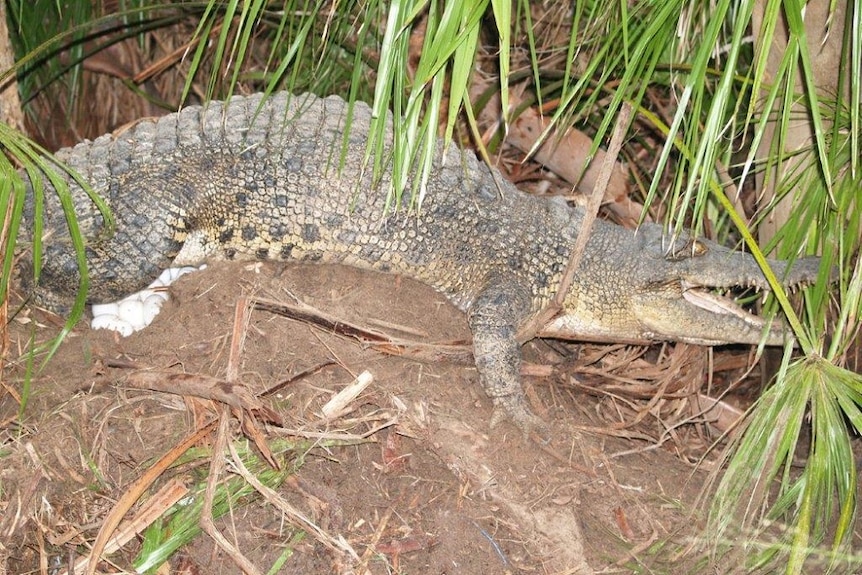 Female crocodile laying on top of egg nest