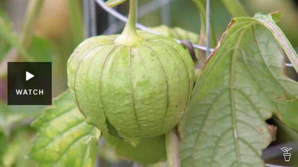 A tomatillo growing in a garden. Has Video.