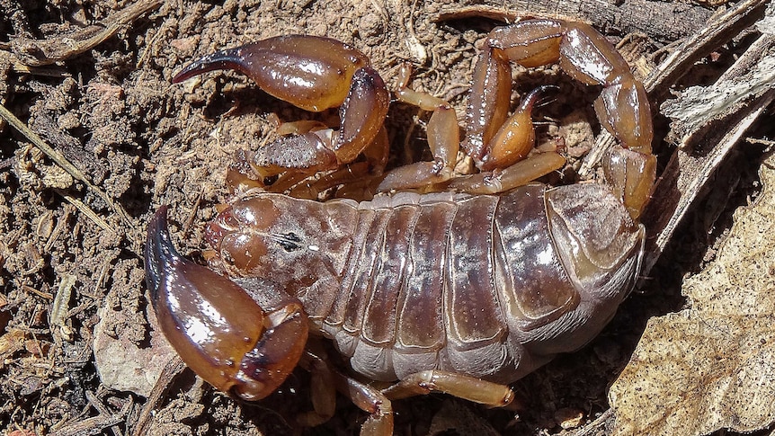 Scorpions in Australia relatively harmless but bad rep of brethren still  stings - ABC News
