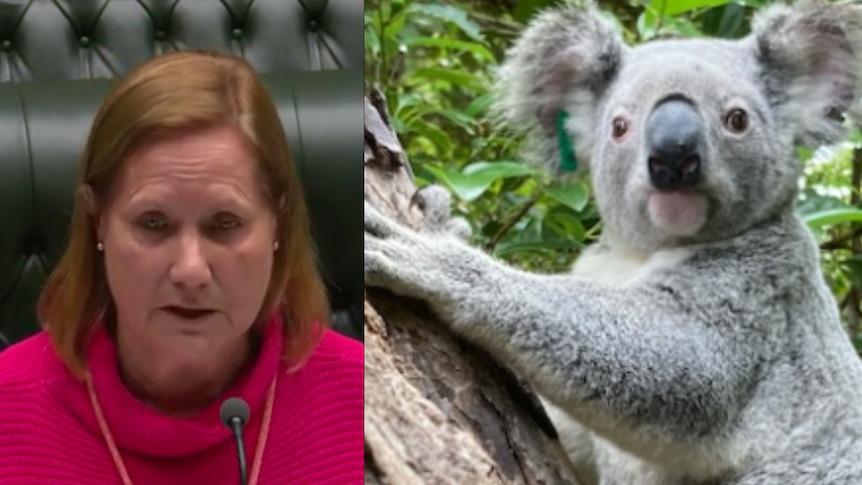 Split image of a woman talking in parliament and koala in tree.