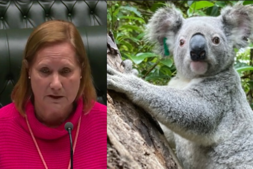 Split image of a woman talking in parliament and koala in tree 