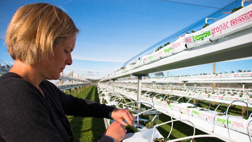 Sam Frost, a strawberry grower from Frances, prunes her crop