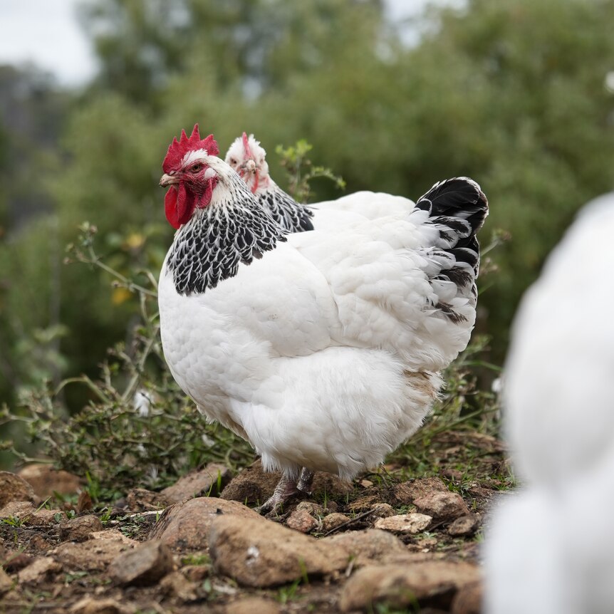 White and grey chickens