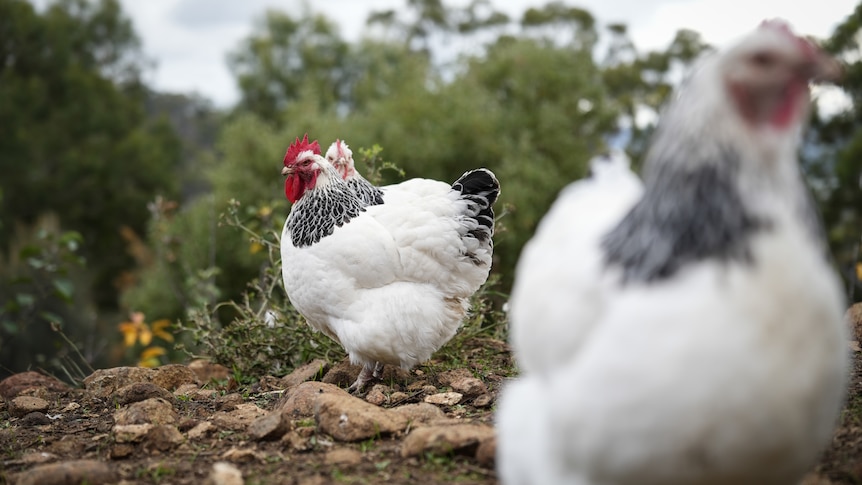 White and grey chickens