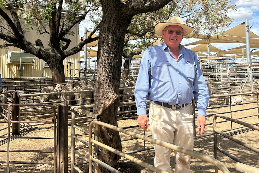 A man wearing a blue shirt and a hat, standing under a tree at saleyards, with sheep in the background.