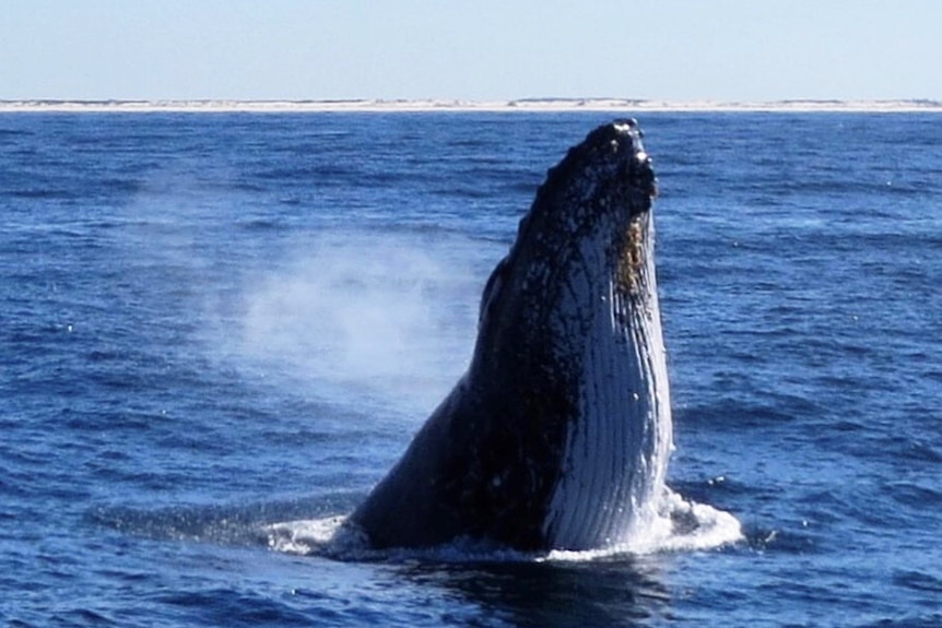 A humpback whale's head emerges from waters off South Stradbroke Island on Queensland's Gold Coast