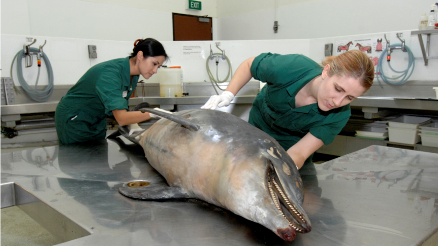 Two women examine a dead dolphin in lab.