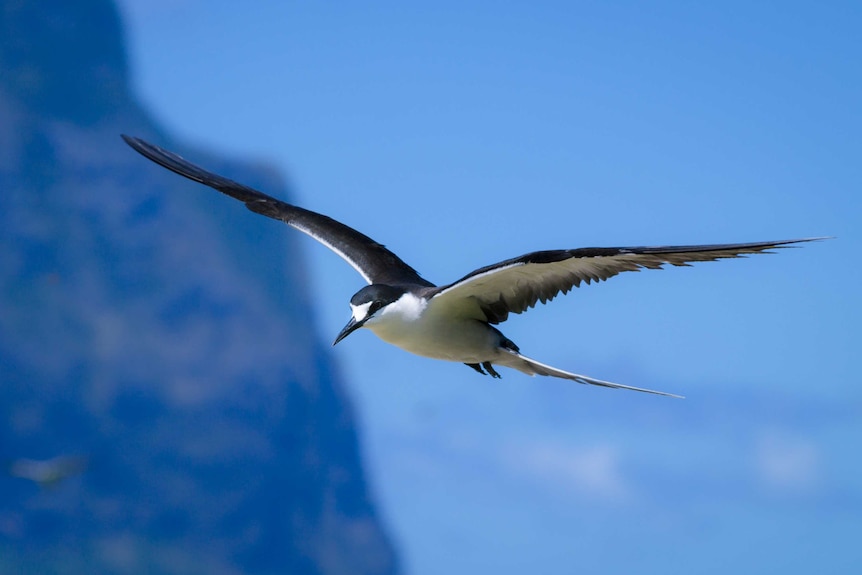 Lord Howe 9 sooty tern in flight