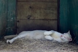A large white cat lying down