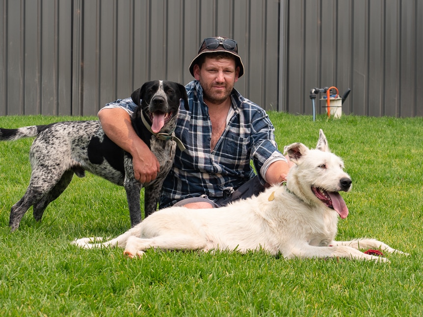 Man sitting with two dogs on grassy lawn.